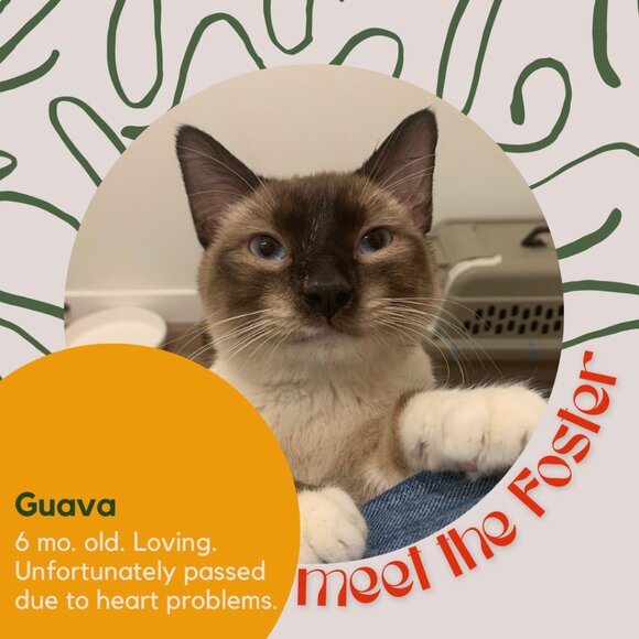 Meet the fosters! - Picture 14 of 15